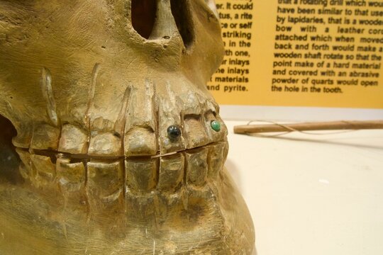 Exhibition about ancient mayan dentistry at Quirigua mayan ruins museum