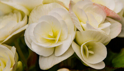 white flowers texture  Magazine postcard design template, website, valentine's day, wedding day
