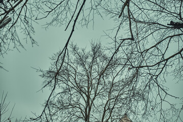 Stark bare tree branches silhouetted against a winter sky