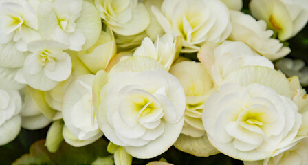 white rose texture  Magazine postcard design template, website, valentine's day, wedding day