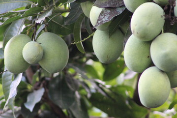 A bunch of fresh green mangoes on the tree