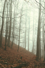 Mysterious forest in fog. Eerie forest in November. Concept for crime and suspense.