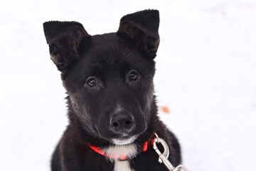 black puppy dog close up portrait isolated on white