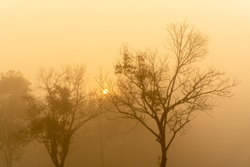 A grove in the winter fog