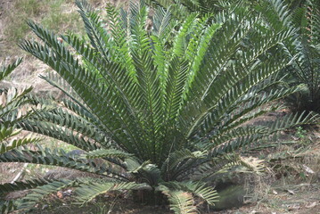 Ornamental plant Encephalartos is a genus of cycad native to Africa. Several species of Encephalartos are commonly referred to as bread trees, bread palms or kaffir bread