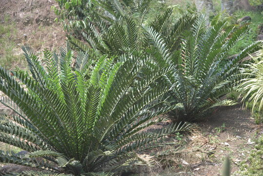 Ornamental plant Encephalartos is a genus of cycad native to Africa. Several species of Encephalartos are commonly referred to as bread trees, bread palms or kaffir bread