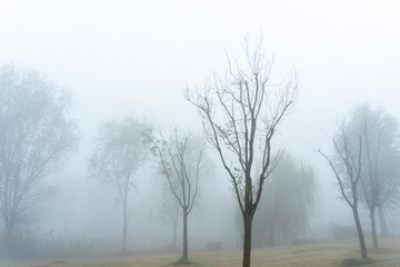 A grove in the winter fog