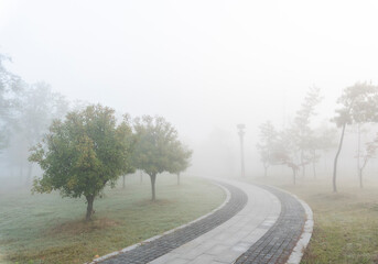 Fototapeta na wymiar A grove in the winter fog