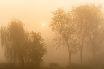 A grove in the winter fog