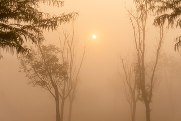 Obraz na płótnie Canvas A grove in the winter fog