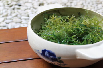 Seaweed (Eucheuma cottonii) in a white bowl with blue floral pattern and wood background. Usually used to make Indonesian traditional snack dodol.