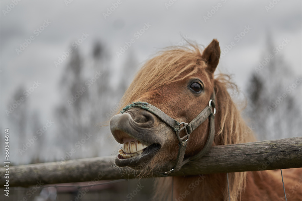 Poster 05-11-2021 riga, latvia a horse with its mouth open and a wooden fence in front of it with a tree in
