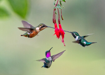 White-bellied Woodstar, Chaetocercus mulsant