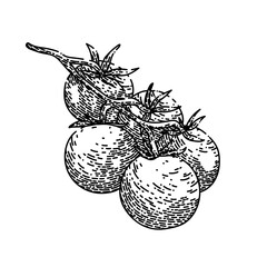 cherry tomatoes hand drawn vector. red small, fresh organic, branch vegetable, food green top view, half above, agriculture healthy cherry tomatoes sketch. isolated color illustration