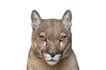 Foto op Canvas puma portrait isolated on white background © fotomaster