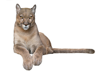 Fototapeta na wymiar beautiful proud cougar lies isolated on white background