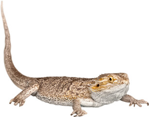 Bearded Dragon