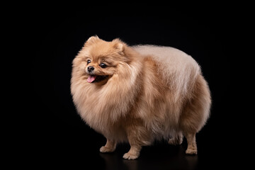 Naklejka na ściany i meble Handsome well-groomed Pomeranian with protruding tongue and pointed ears and bushy tail after grooming for a show, isolated on black background. Side view.copy space