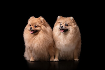 Portrait of two Pomeranian Spitz, sitting on their hind legs, looking to the side with interest. Isolated on a black background. Copy space.