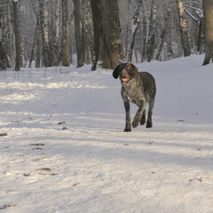 Hunting dog of the German breed Drathaar in the winter in the forest.