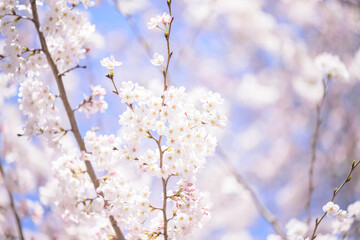 使いやすい桜 ソメイヨシノのイメージ