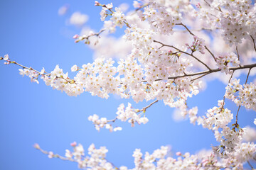 Fototapeta premium 使いやすい桜 ソメイヨシノのイメージ