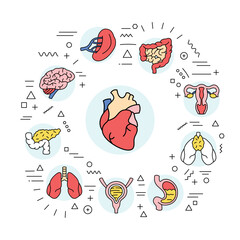 Organs web banner. Infographics with linear icons