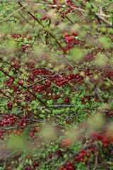 a branch with barberry berries