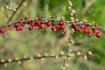a branch with barberry berries