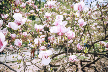 pink cherry blossom
