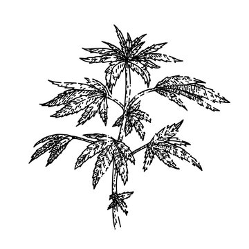 cannabis plant hand drawn vector. marijuana hemp weed, medical farm, medicine agriculture cannabis plant sketch. isolated black illustration