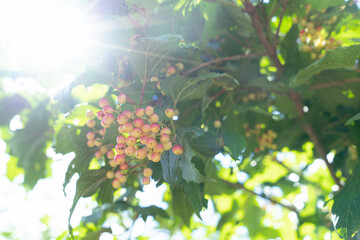 Obraz premium branch with berries