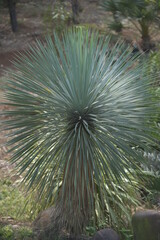 Yucca rostrata  also called beaked yucca, is a tree like plant belonging to the genus Yucca
