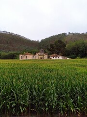 Fototapeta na wymiar Poblado abandonado en campo de maíz en Asturias_01