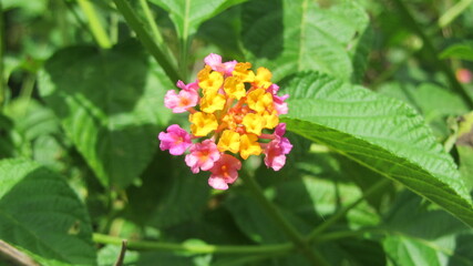 Lantana flower 7