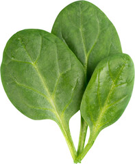 Three Young Spinach Leaves - Isolated