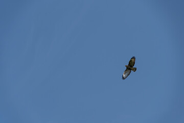 A Buzzard flying high against the blue sky of a summers day.A
