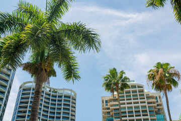 Fototapeta na wymiar Palm trees at the front of modern high-rise condominiums at Miami, Florida