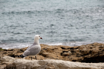 An Audouin's gull staring at the sea.