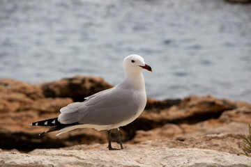 An Audouin's gull standing on a rock next to the ocean.