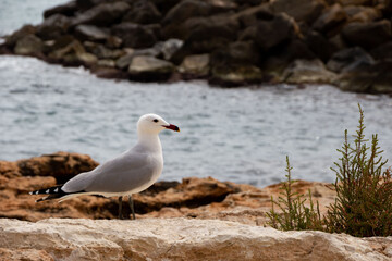 An Audouin's gull standing next to the mediterranean sea. 
