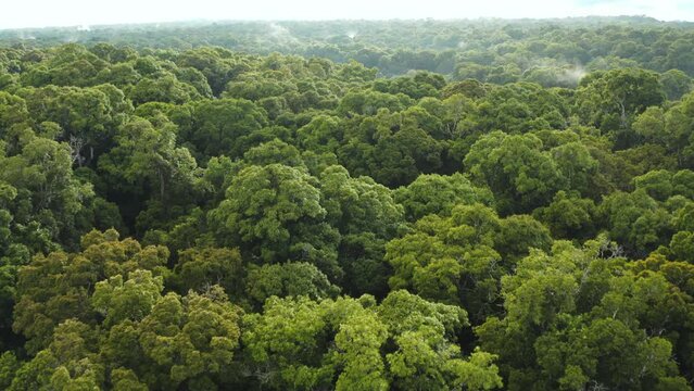 Incredible aerial flyover shot looking over the jungle treetops of Guyana