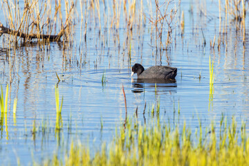 Eurasian coot in a lake a spring day