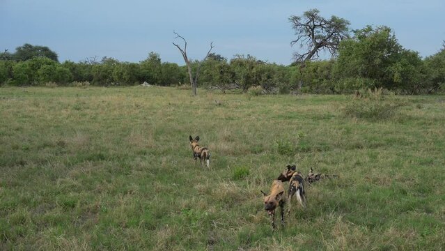 Wild dogs catch impala in nature, Okavango delta in Botswana. Wild dogs kill antelope in the green grass. Group of animals in the nature. Africa wildlife. 