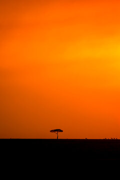 Single tree in a big landscape at sunrice