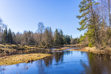 Fototapeta na wymiar Spring by a river in a forest