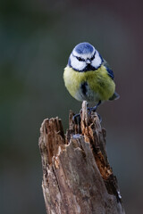 la mésange bleue