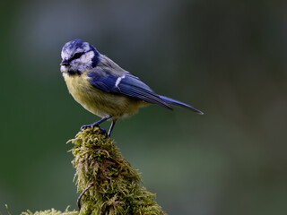 la mésange bleue