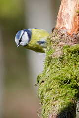 la mésange bleue