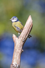 la mésange bleue